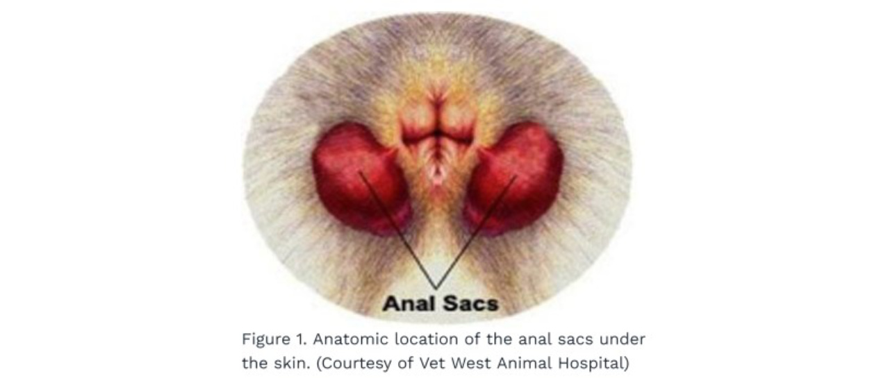 Anal Sac Adenocarcinoma Figure 1