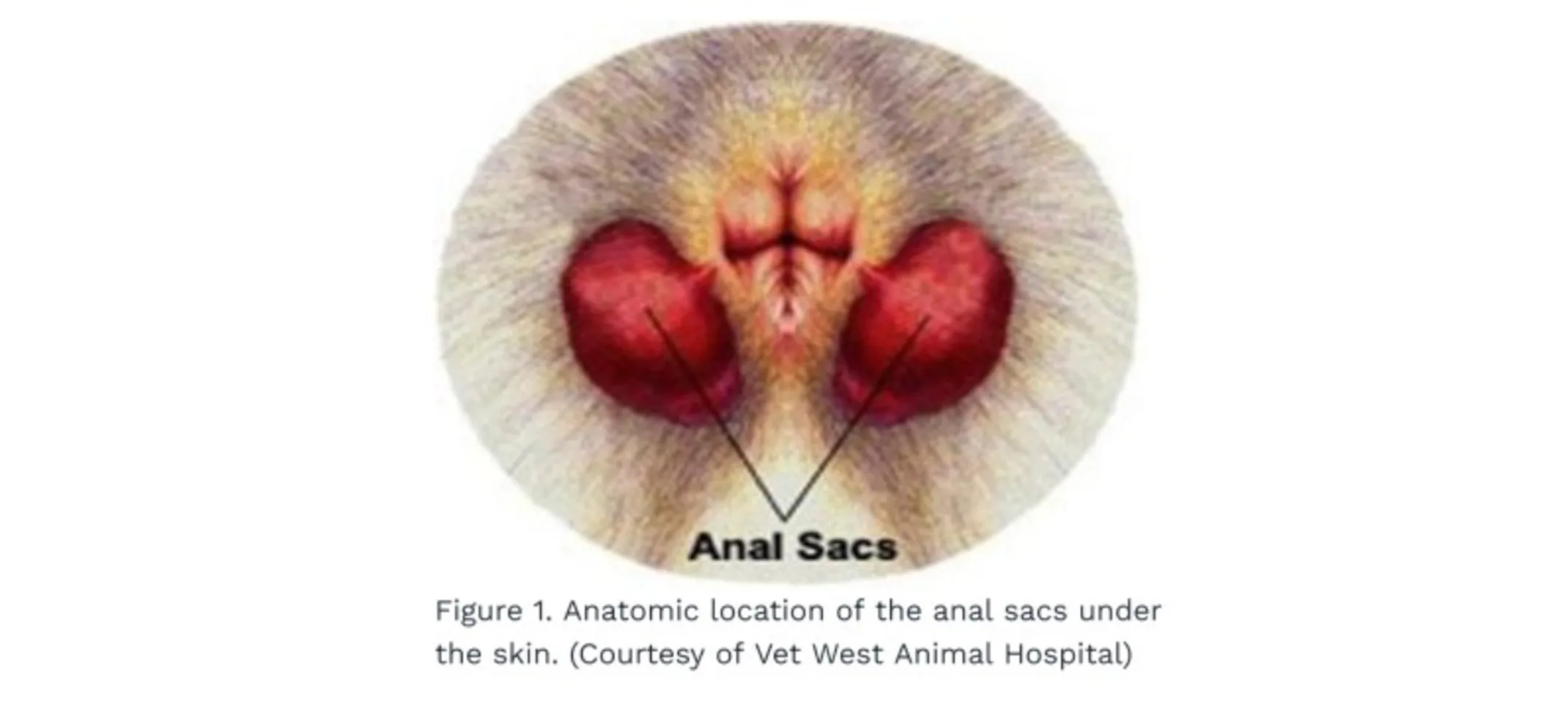 Anal Sac Adenocarcinoma Figure 1 Anal Sac Adenocarcinoma Figure 1