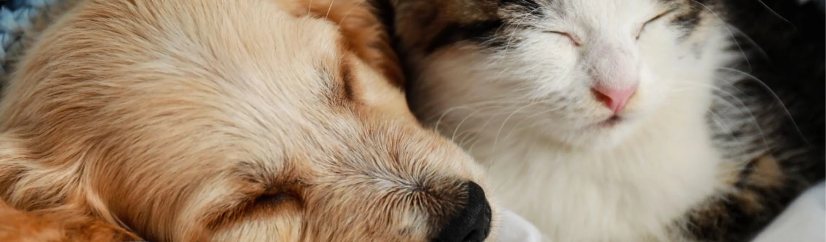 puppy and kitten sleeping puppy and kitten sleeping