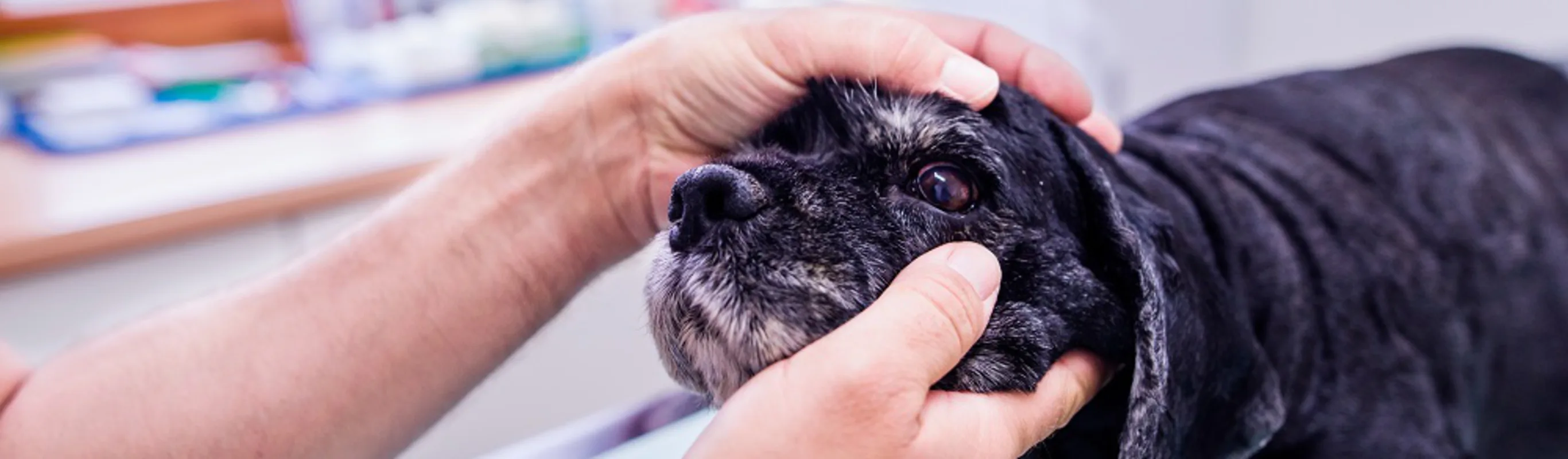 Veterinarians inspecting a dog's eye. Veterinarians inspecting a dog's eye.