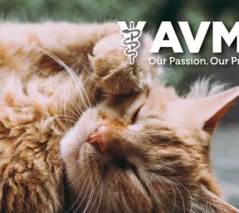 AVMA logo with an orange Tabby Cat laying down