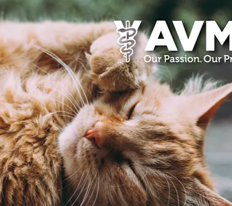 AVMA logo with an orange Tabby Cat laying down AVMA logo with an orange Tabby Cat laying down