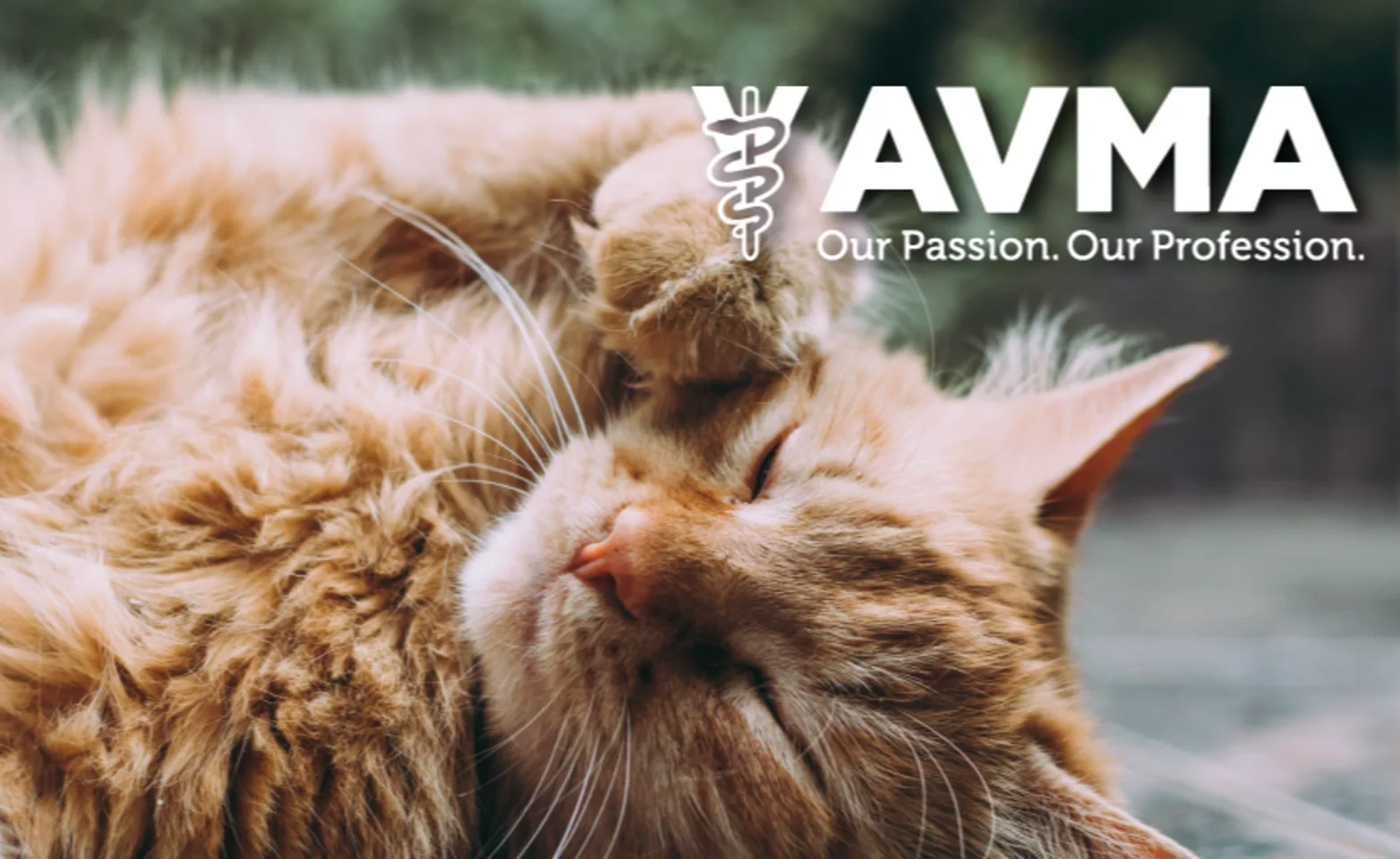 AVMA logo with an orange Tabby Cat laying down