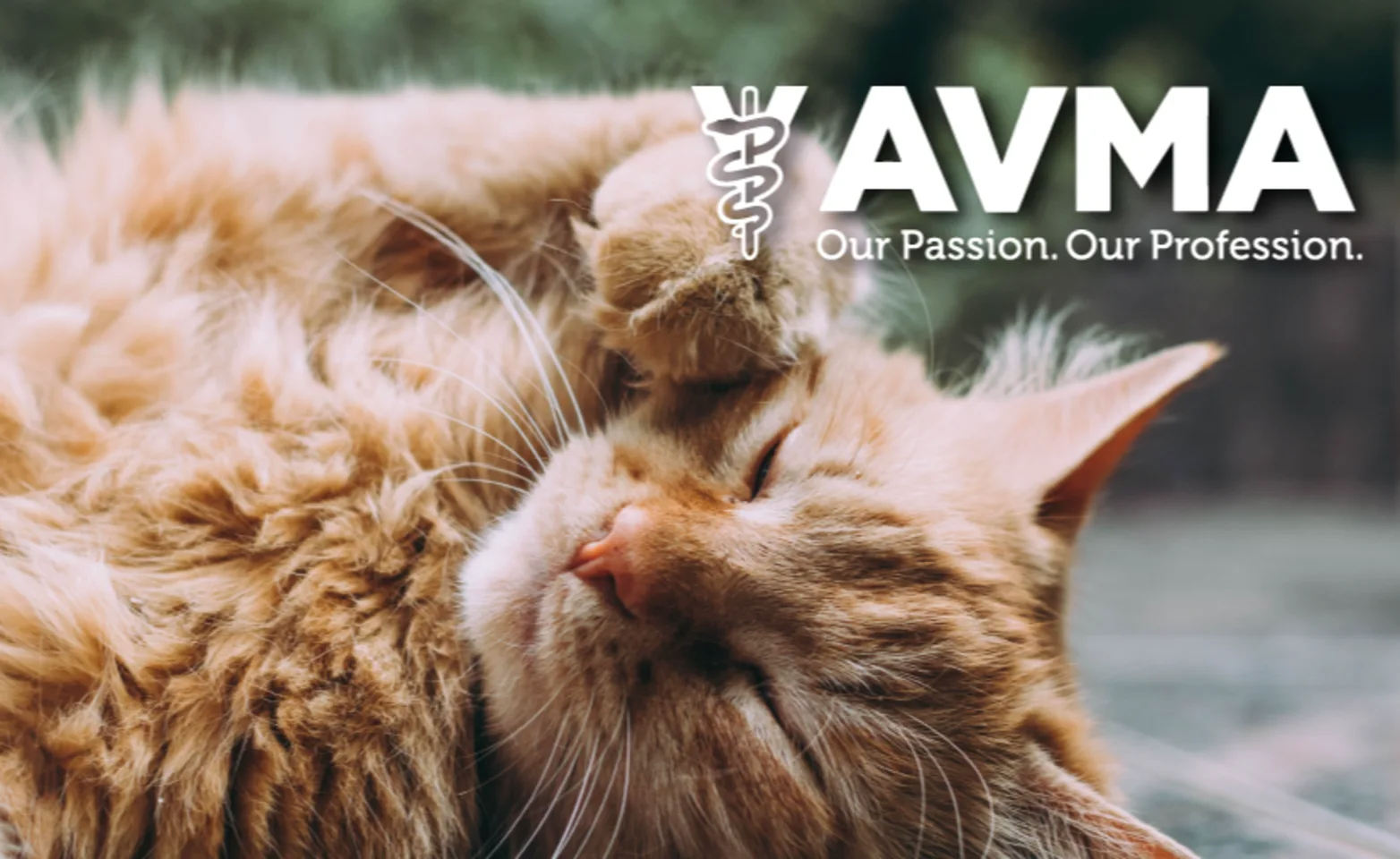 AVMA logo with an orange Tabby Cat laying down AVMA logo with an orange Tabby Cat laying down