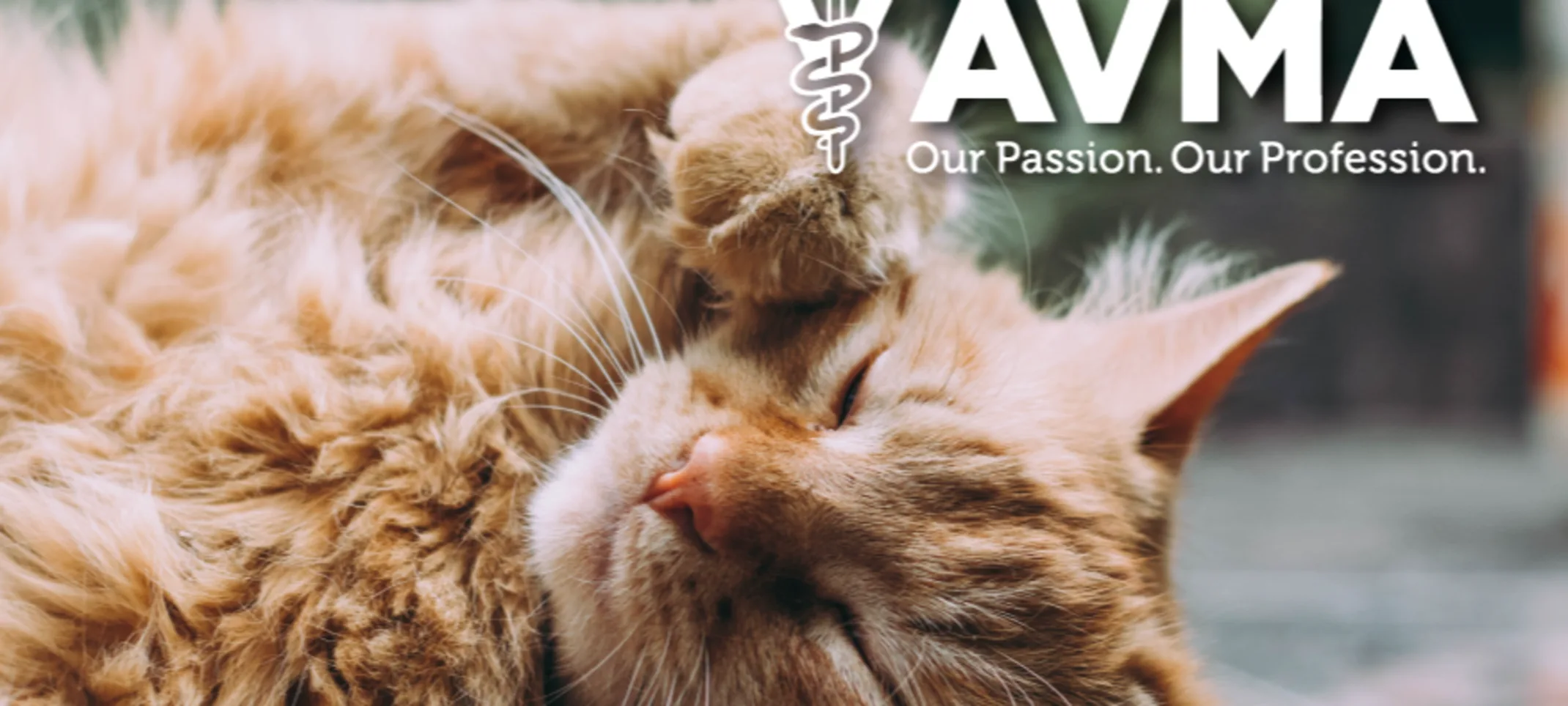 AVMA logo with an orange Tabby Cat laying down