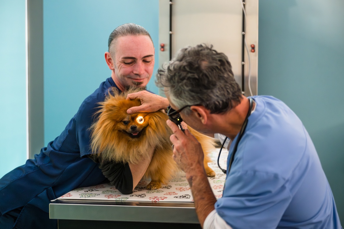 Dr. Berger examining dog's eye