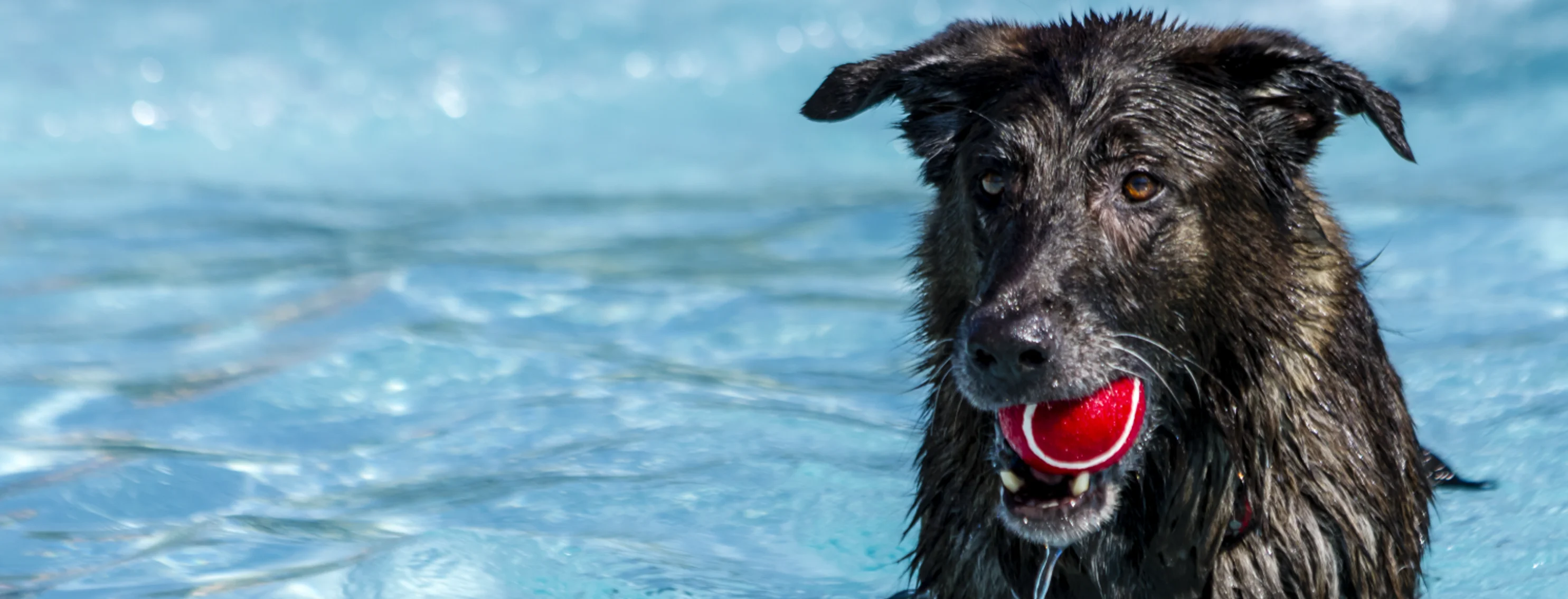 Dog with a red ball in a pool