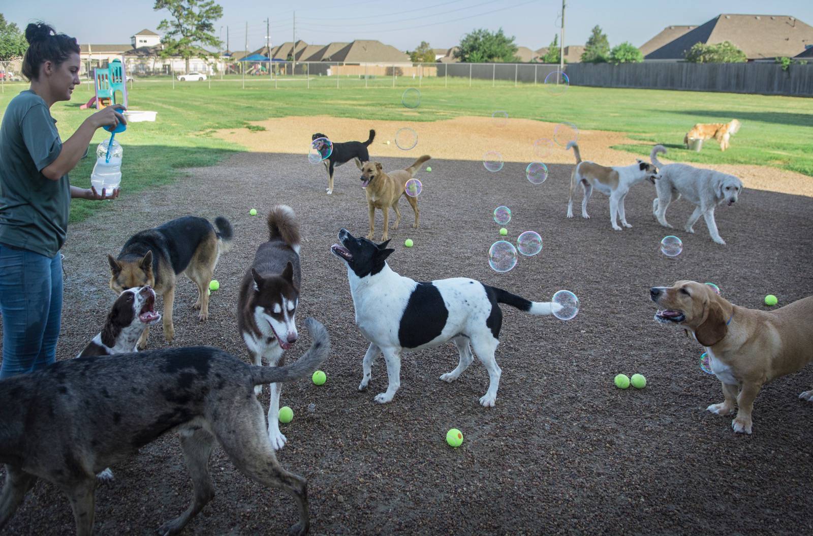 Dogs catching bubbles at Rover Oaks Pet Resort
