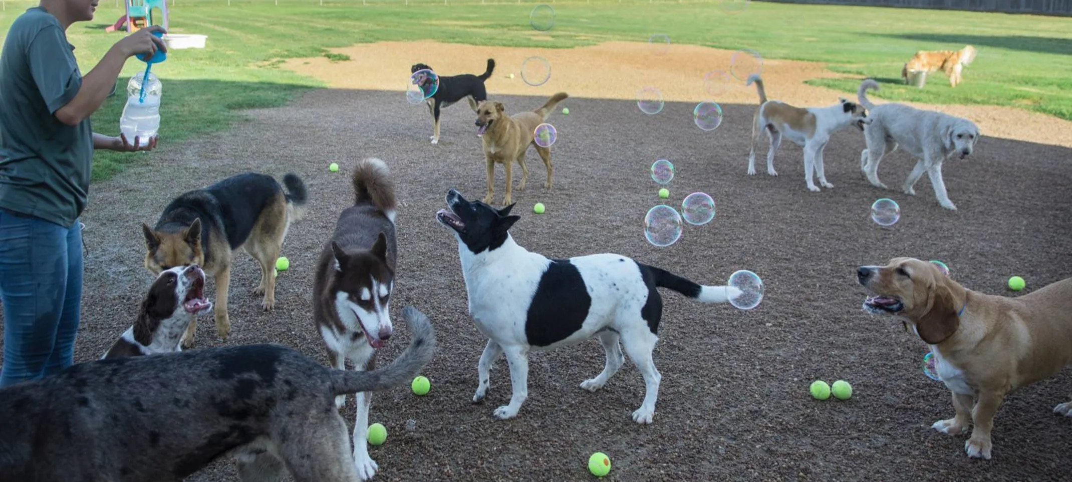 Dogs catching bubbles at Rover Oaks Pet Resort Dogs catching bubbles at Rover Oaks Pet Resort