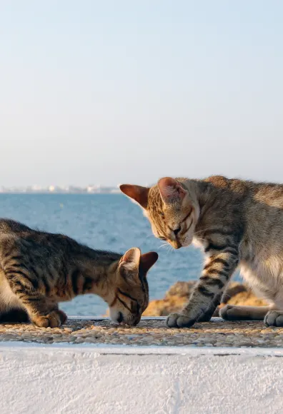 two cats sitting on a ledge with ocean in the background