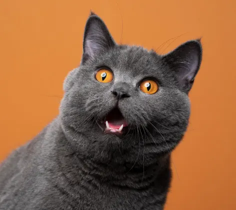 A cat looking shocked against an orange background