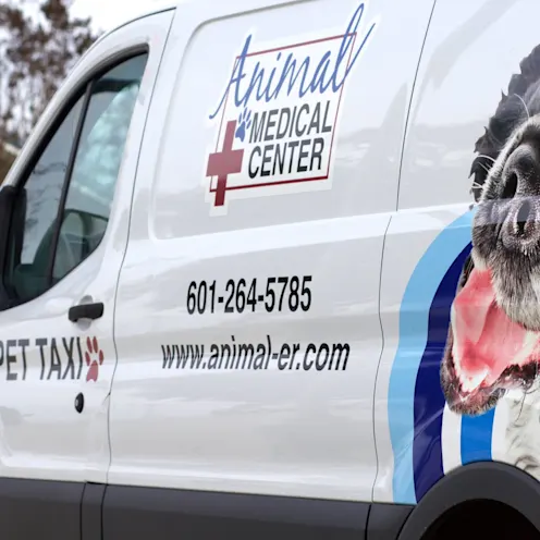 Pet Taxi Pet Taxi