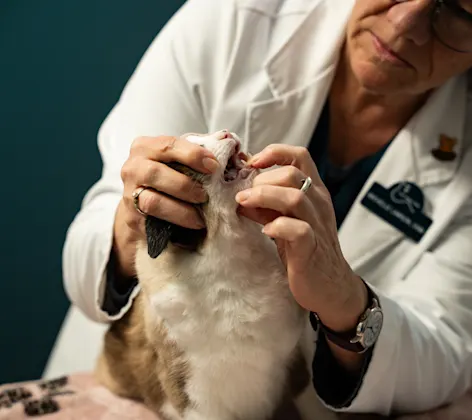 Veterinarian checking a cat's teeth Veterinarian checking a cat's teeth