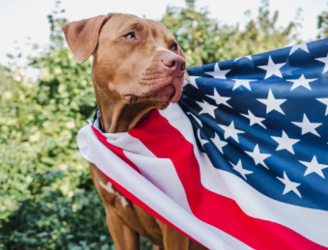 Dog Wearing American Flag as a Cape Dog Wearing American Flag as a Cape