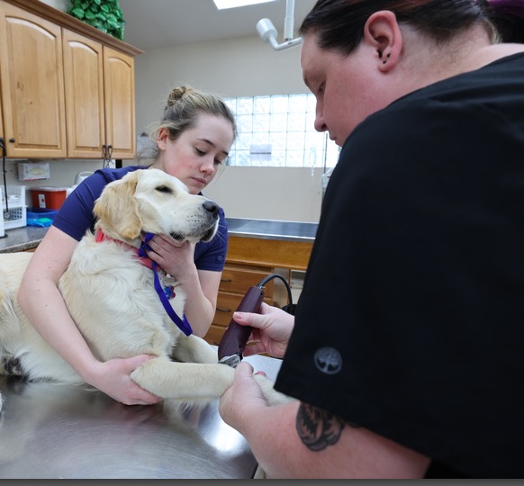 Veterinary technician prepping patient for IV Catheter