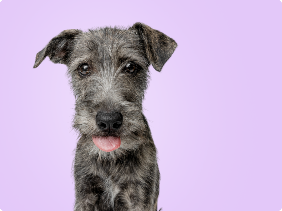 Irish Wolfhound