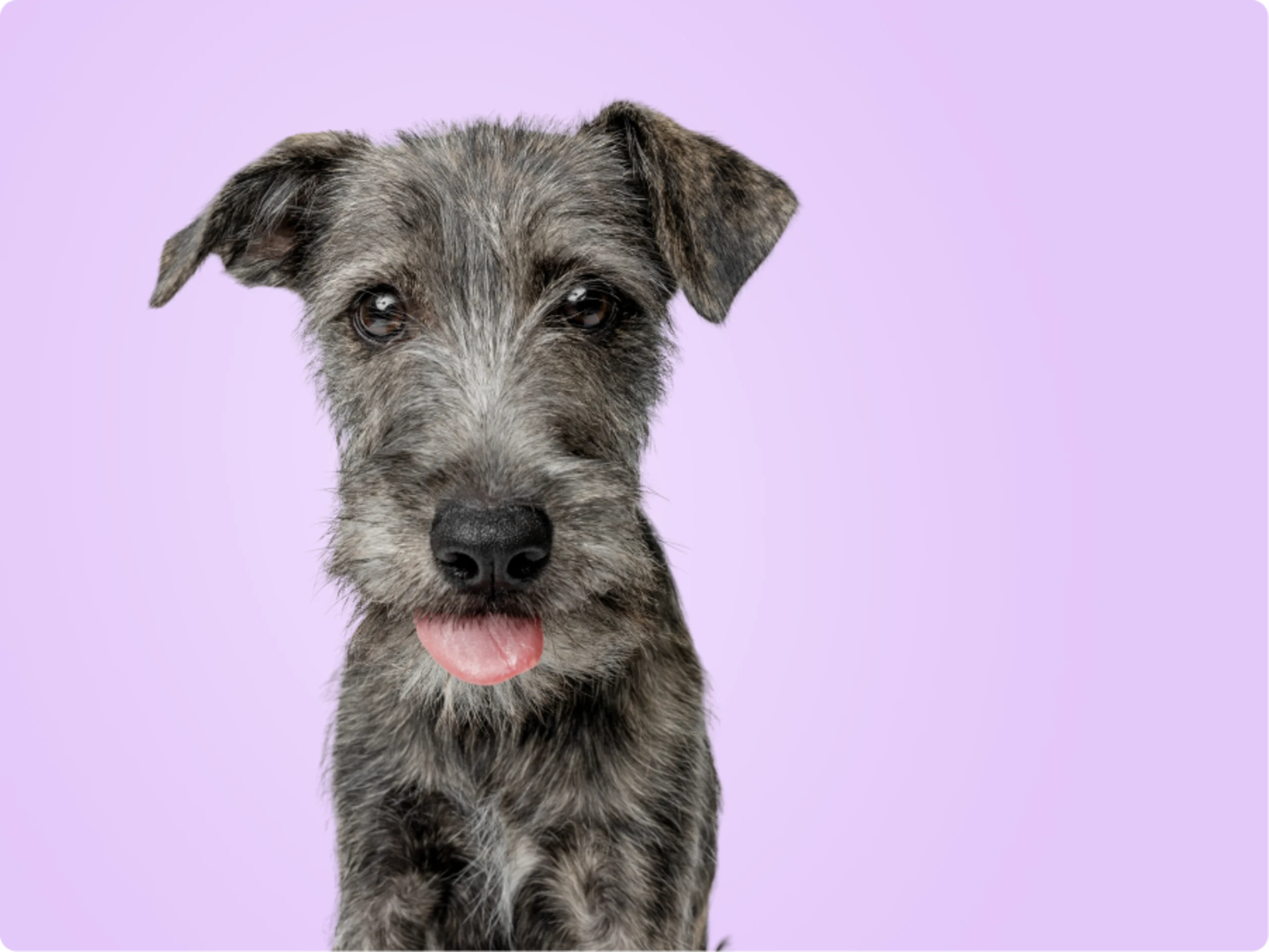 Irish Wolfhound