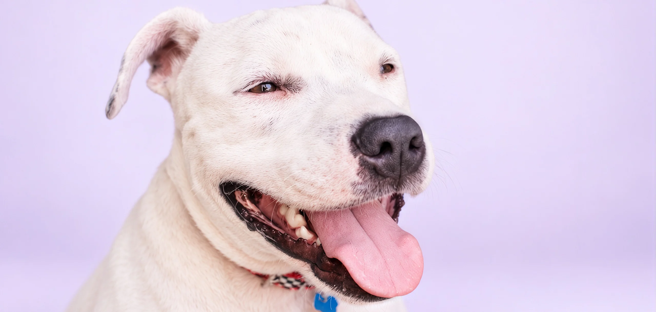 Happy white dog smiling with tongue out, wearing a red checkered collar against a lavender background.