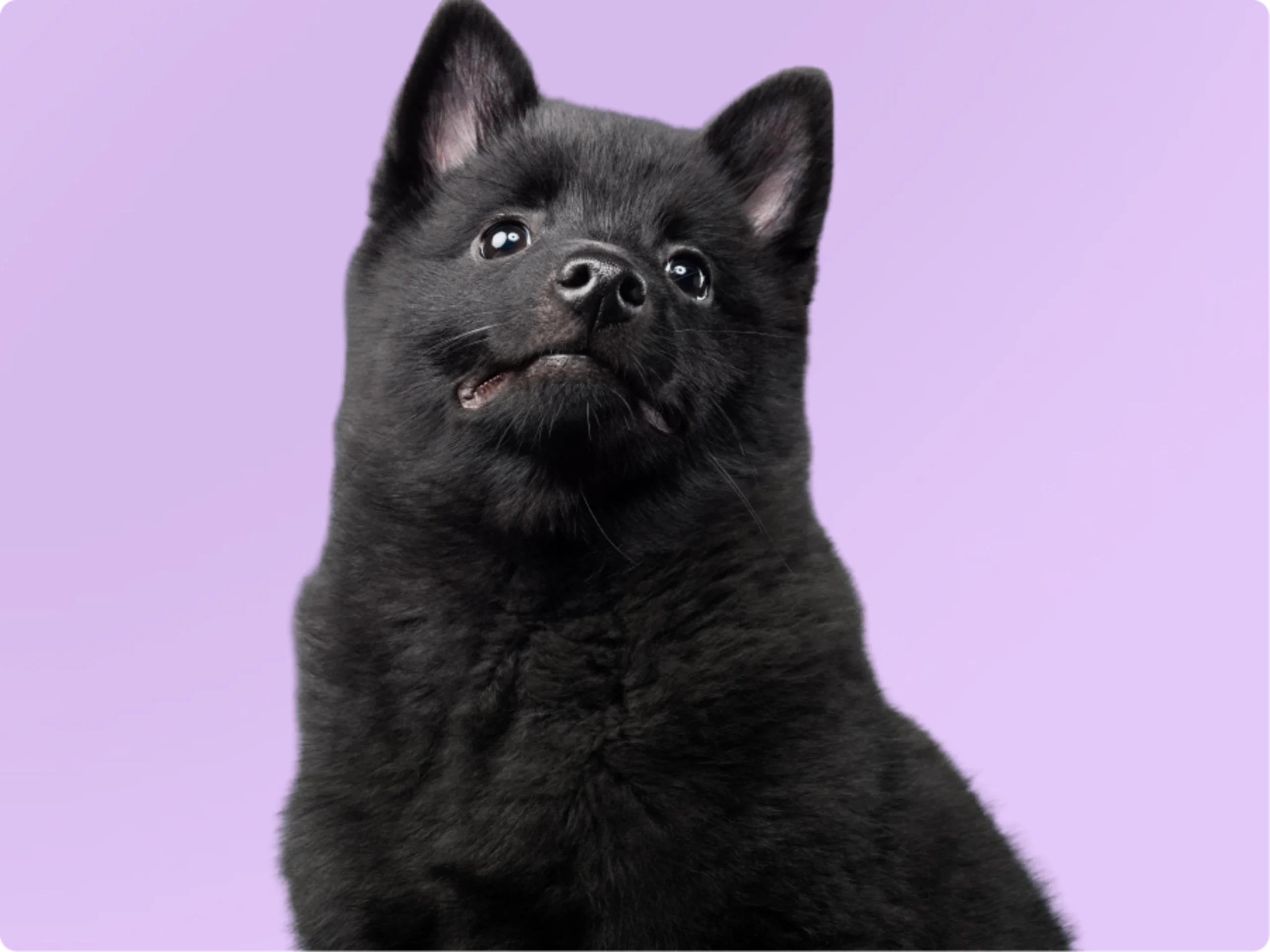 Schipperke