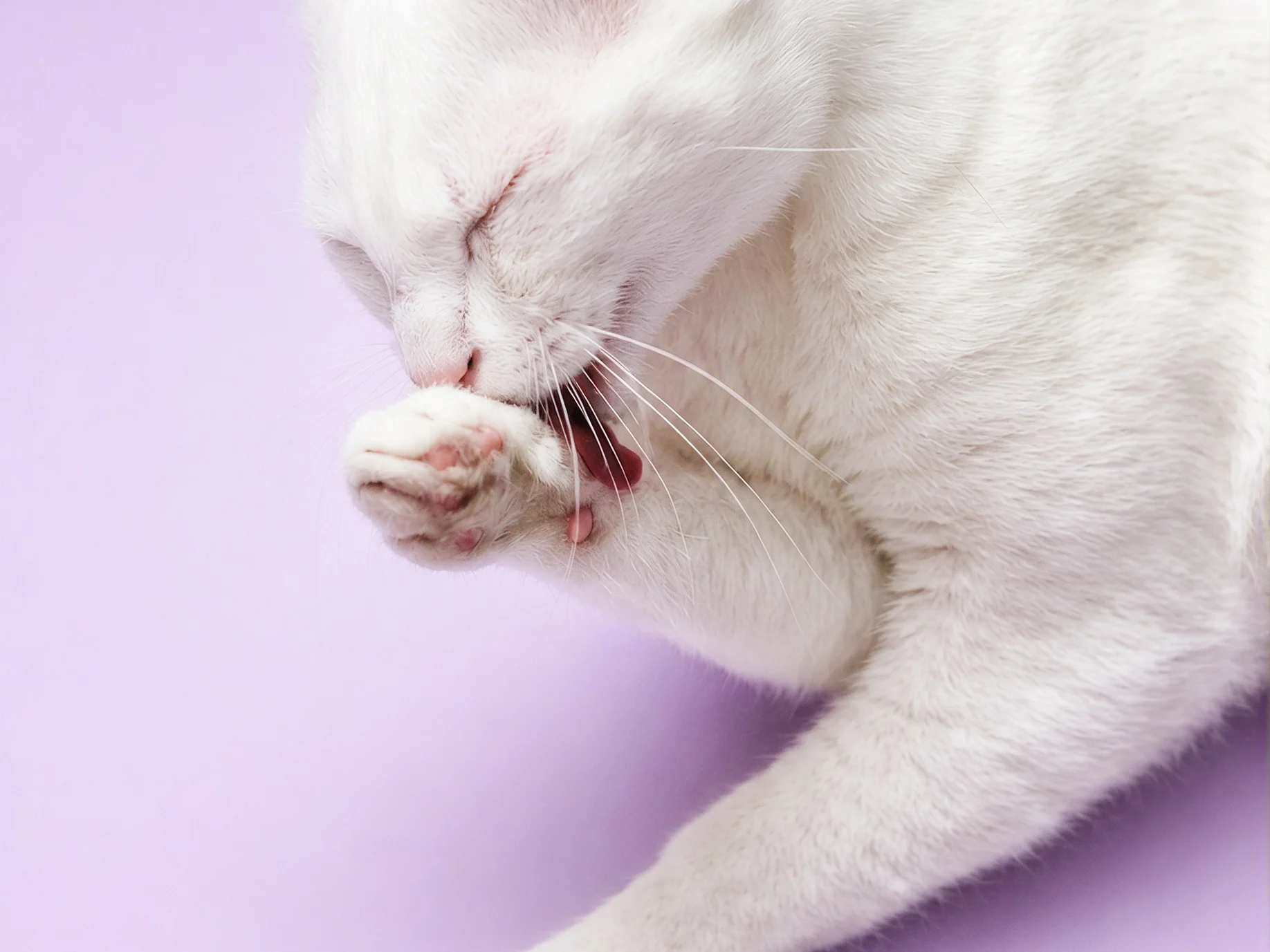 White cat with eyes closed licking its pink paw against a soft lavender background.