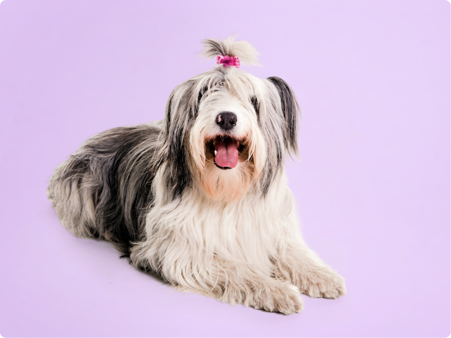 Old English Sheepdog
