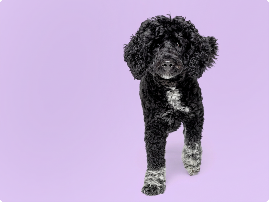 Portuguese water dog