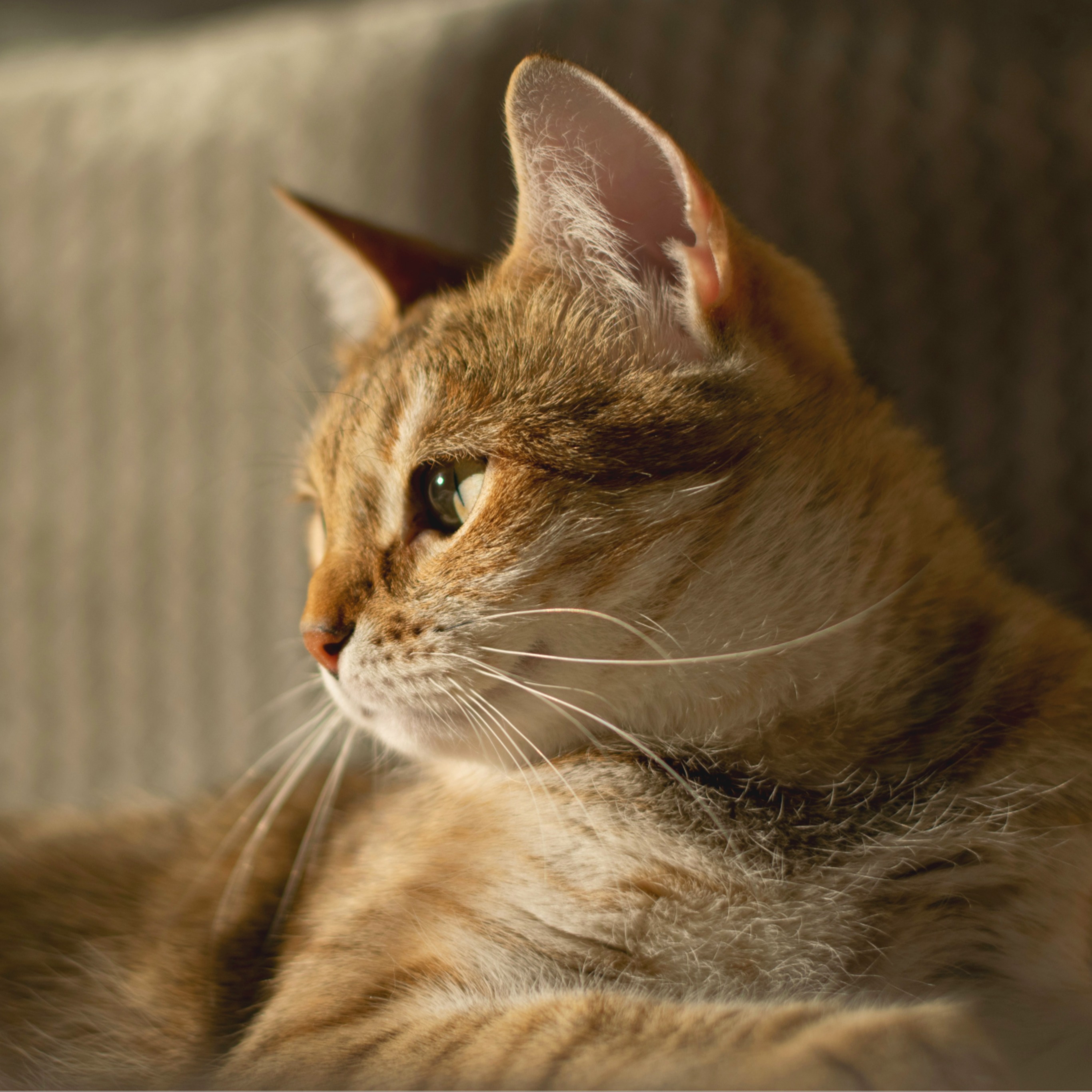 Brown tabby cat in warm-lit profile, looking left with long white whiskers.