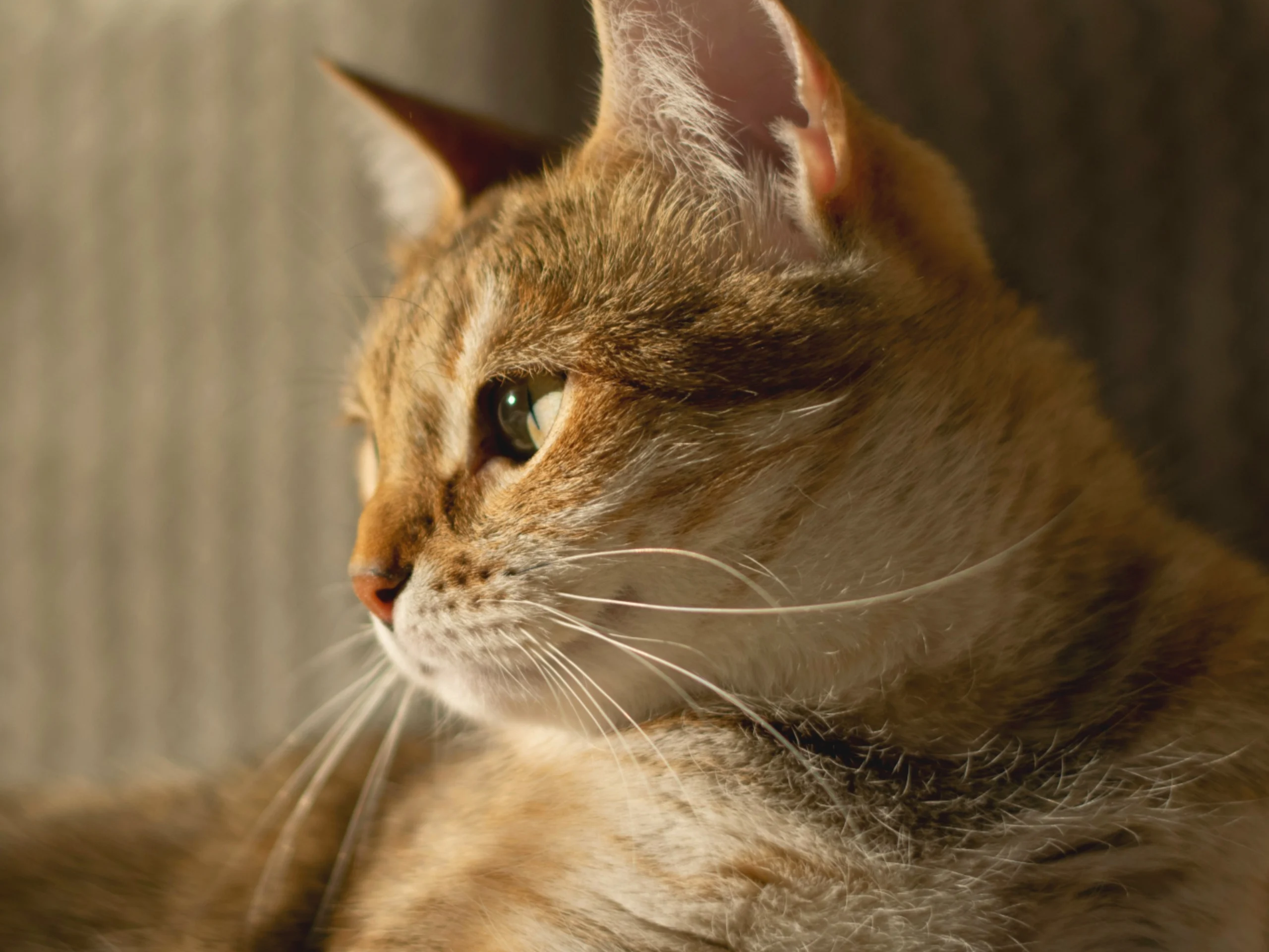 Brown tabby cat in warm-lit profile, looking left with long white whiskers.