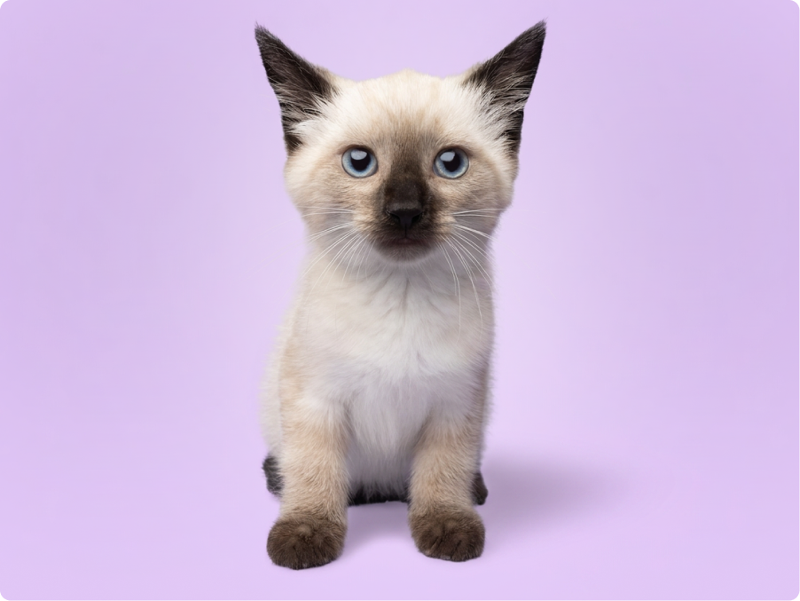 Siamese