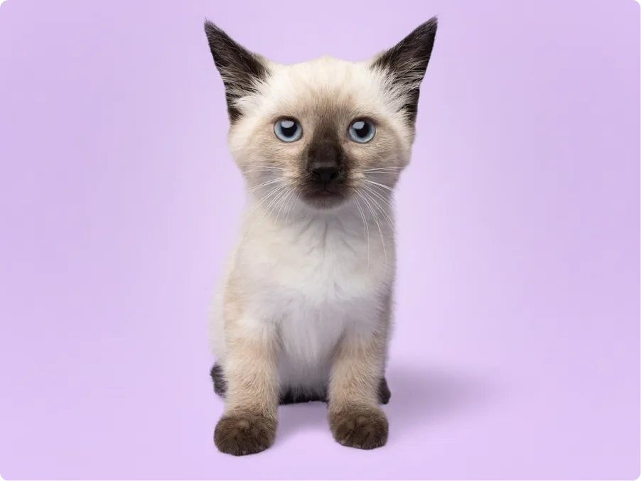Siamese
