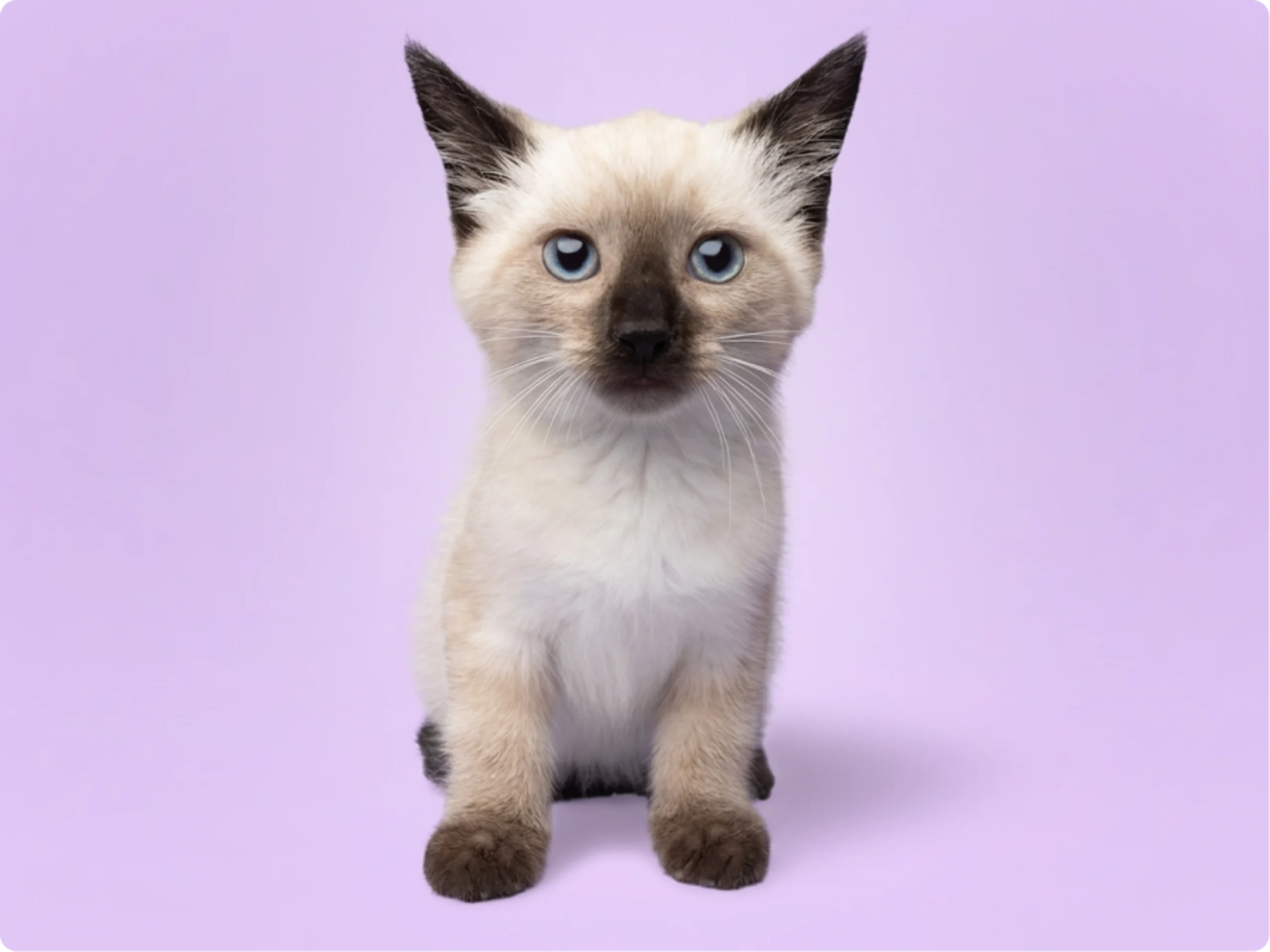 Siamese
