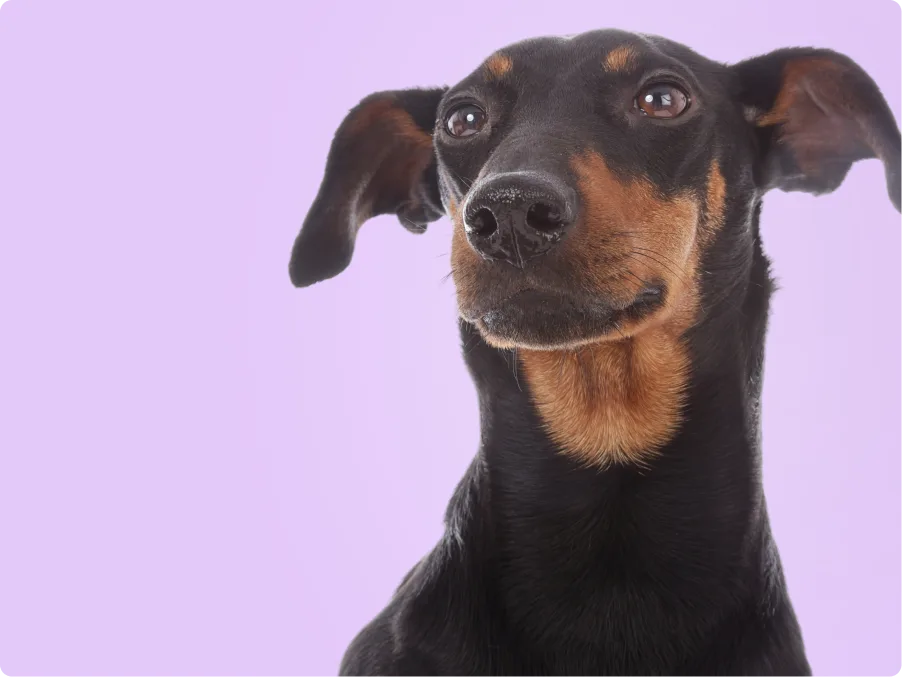 Manchester terrier
