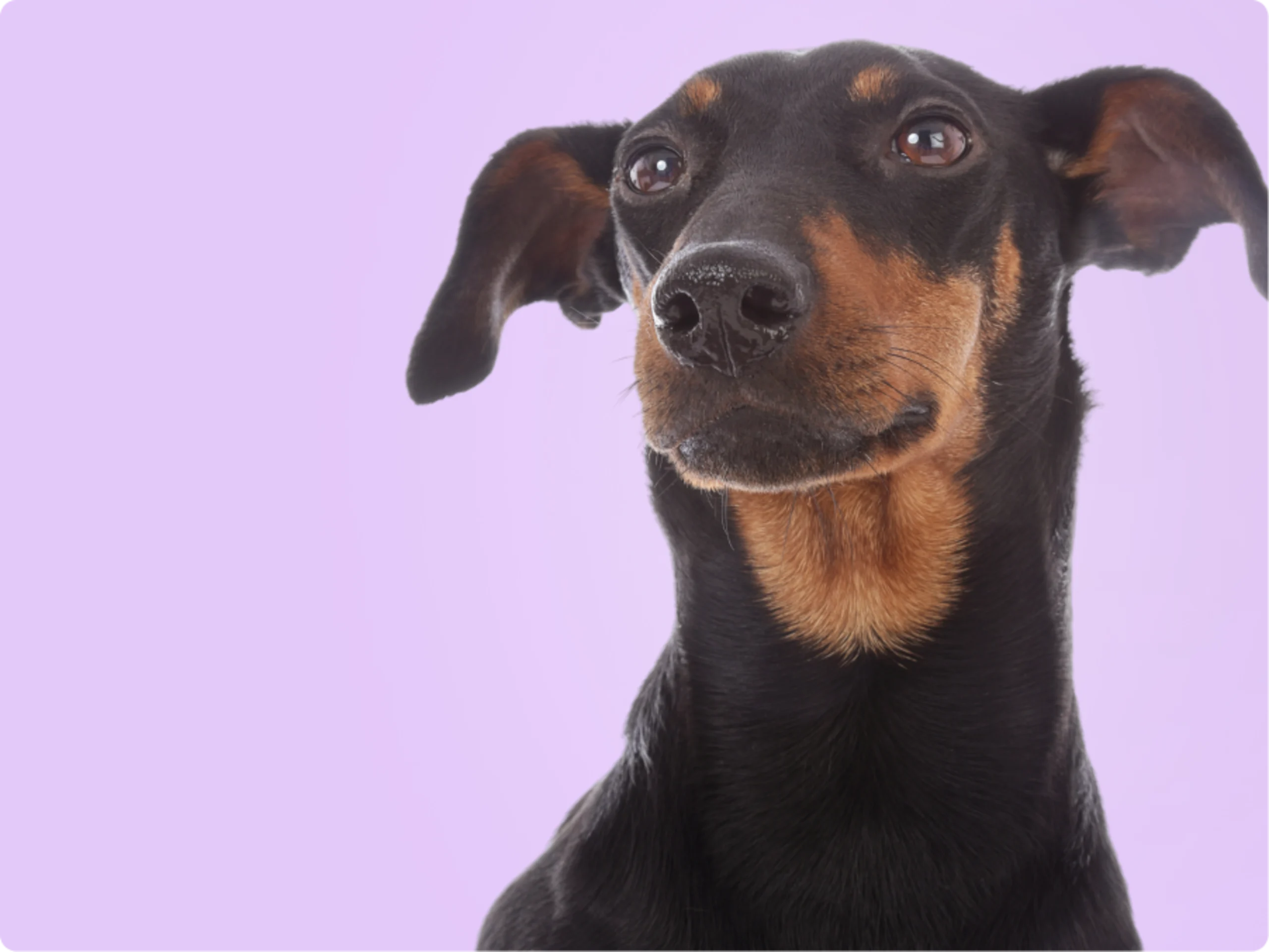 Manchester terrier