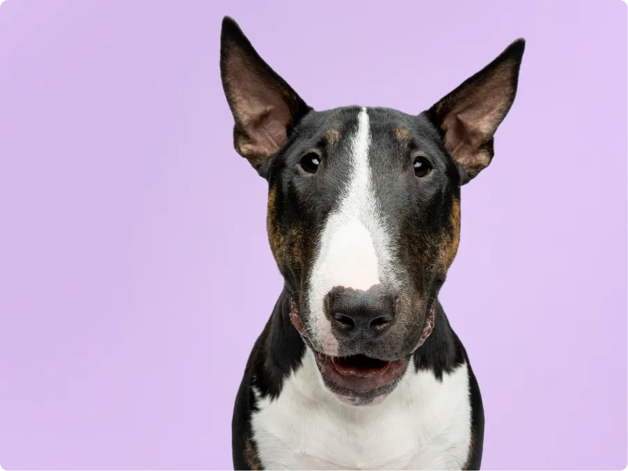 Bull terrier