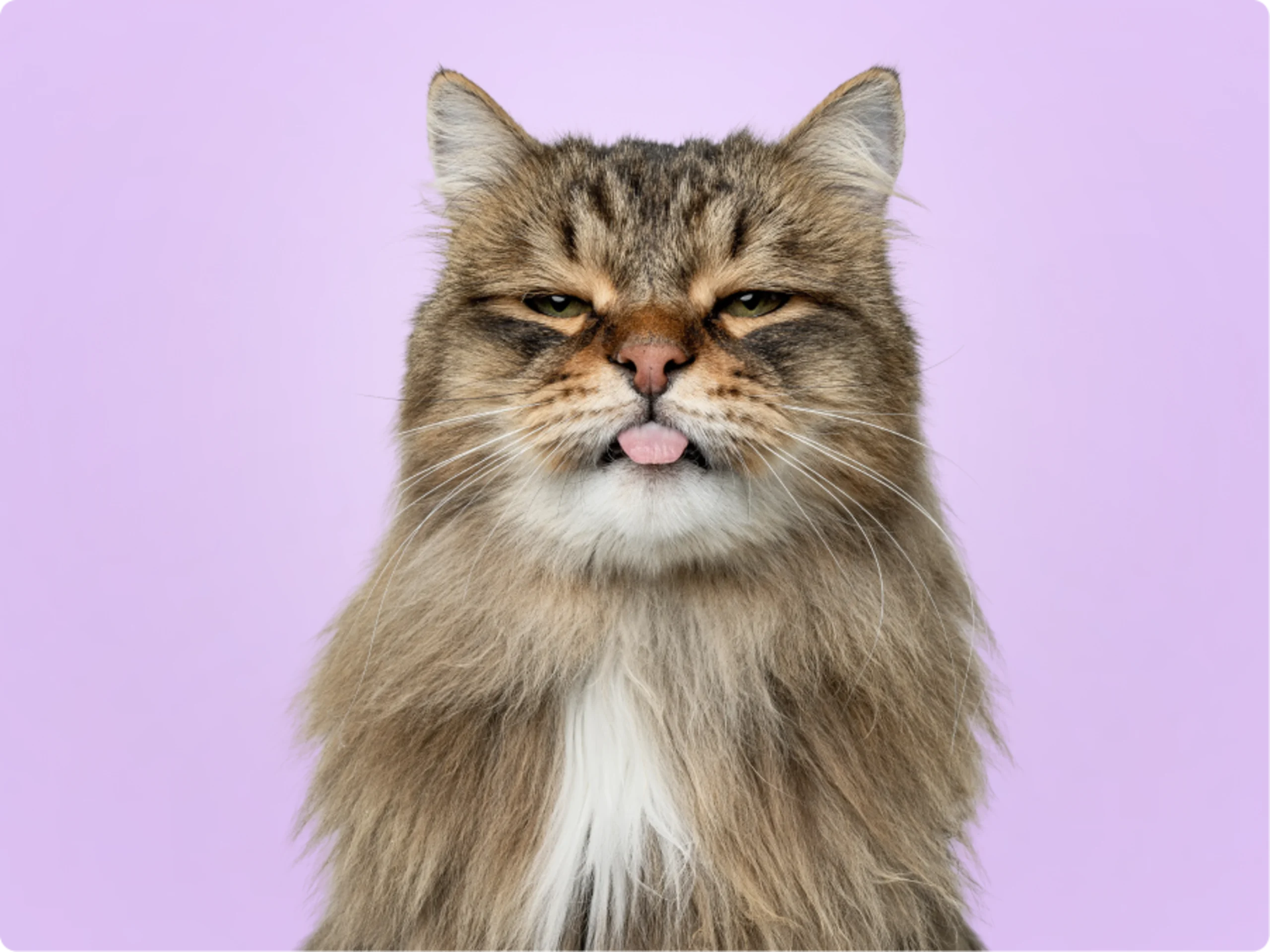 Siberian