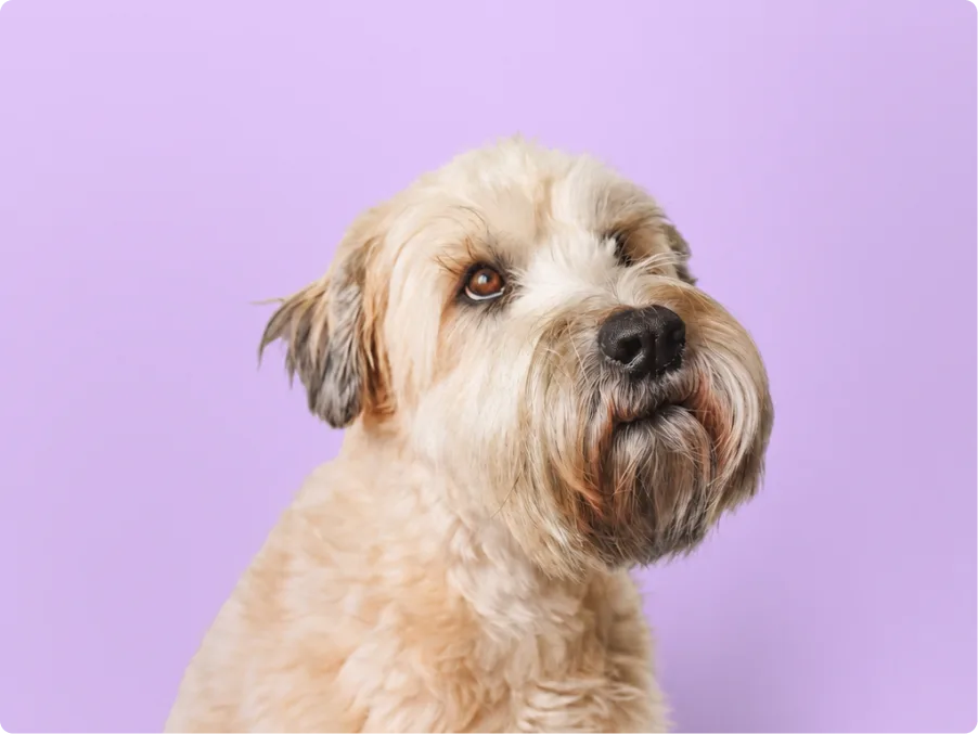 Wheaten Terrier