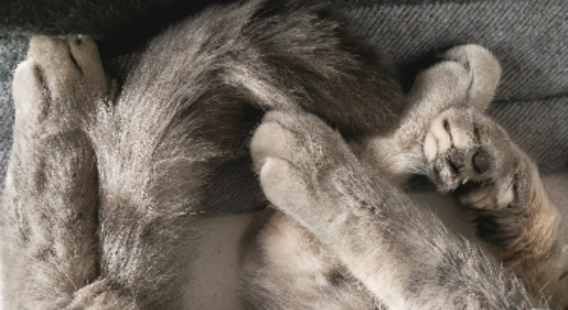 Close-up of a grey cat’s multi-toed paws and bushy tail curled together on a textured grey fabric.