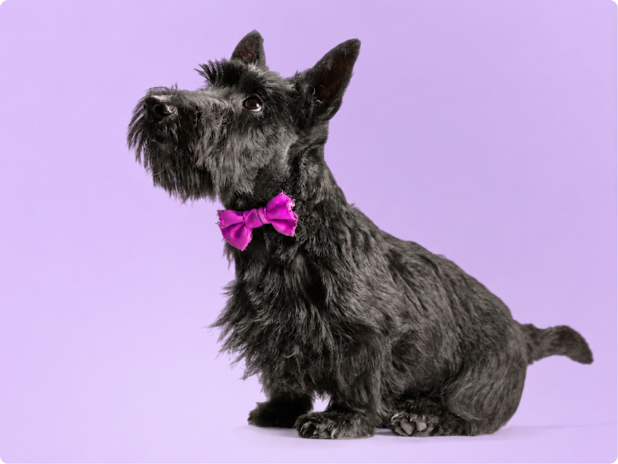Scottish Terrier