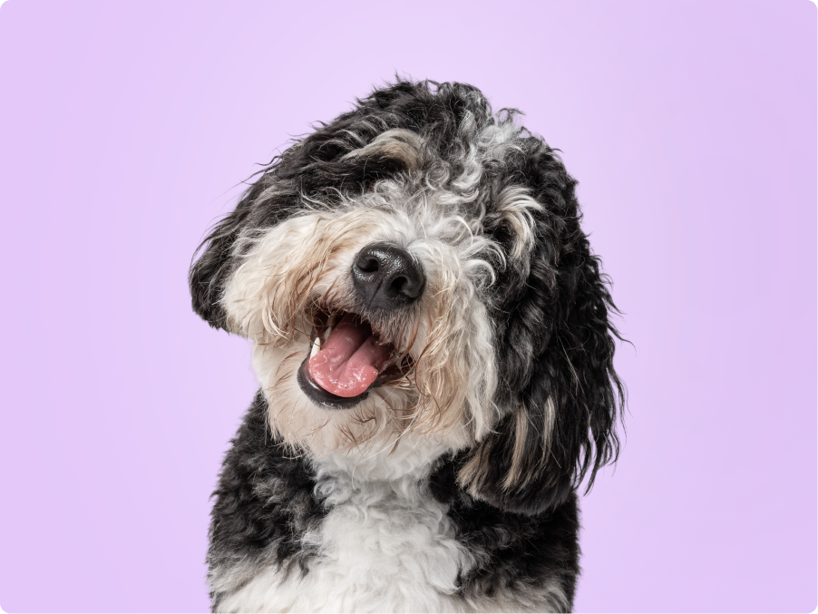 Mini Bernedoodle