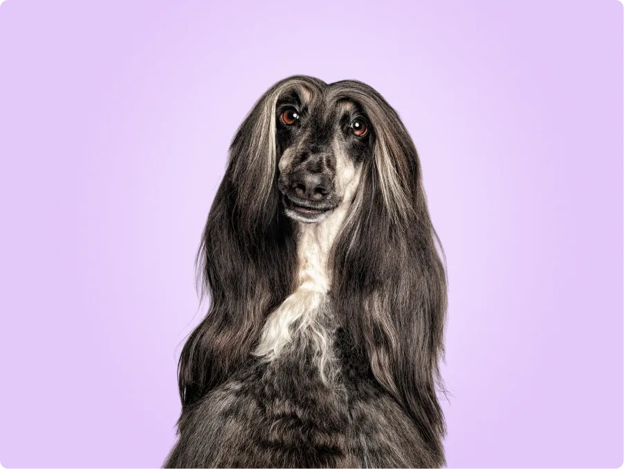 Afghan Hound