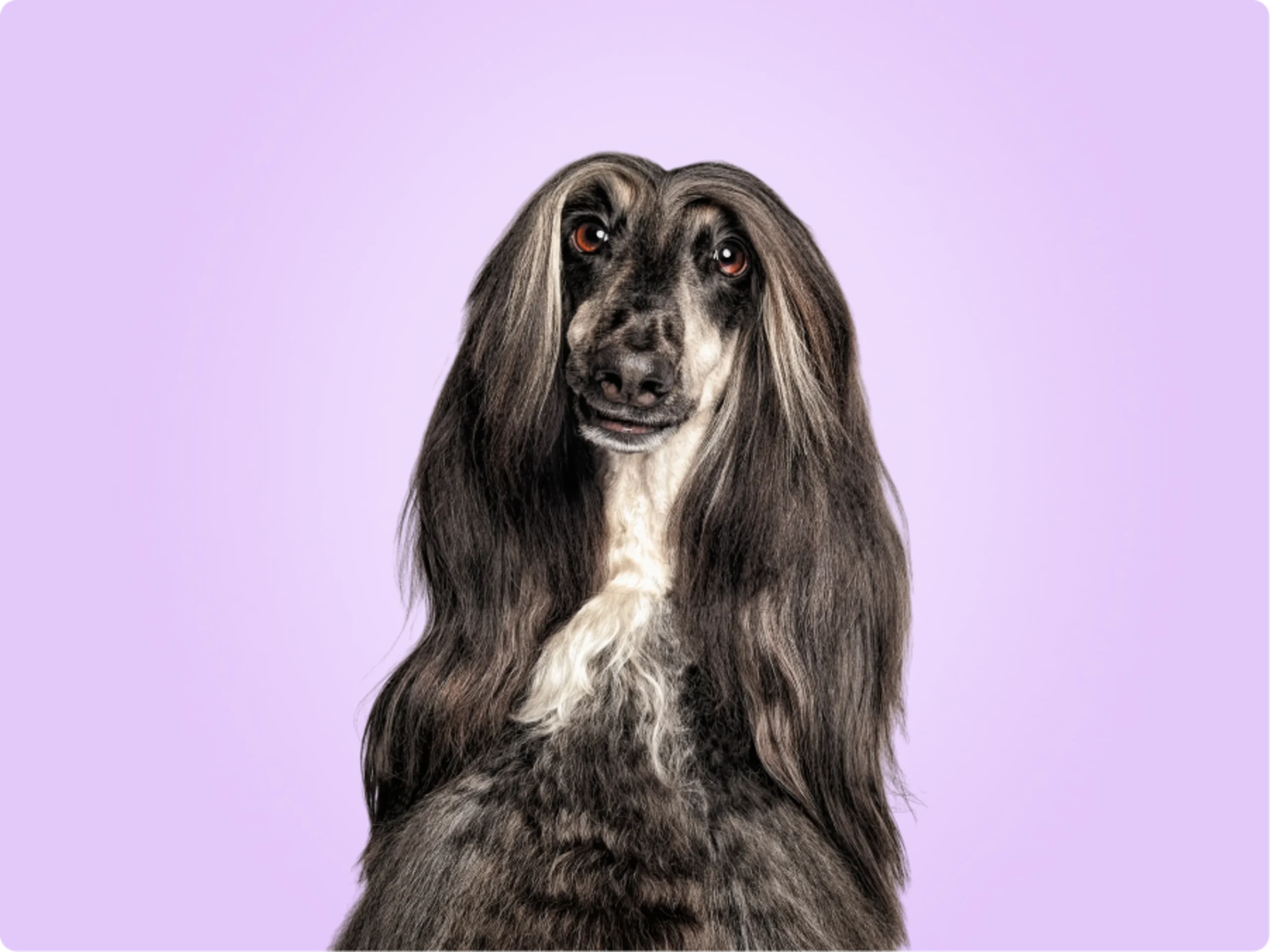 Afghan Hound