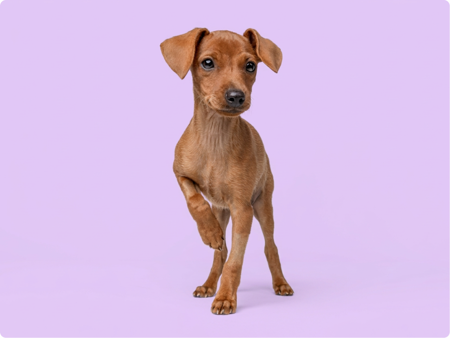 Mini Pinscher