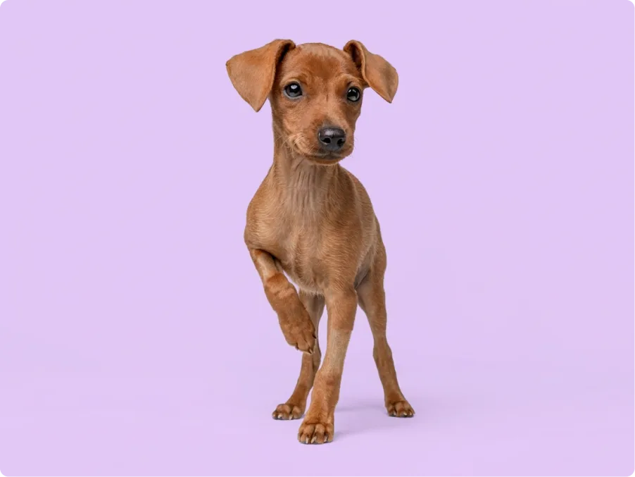 Mini Pinscher