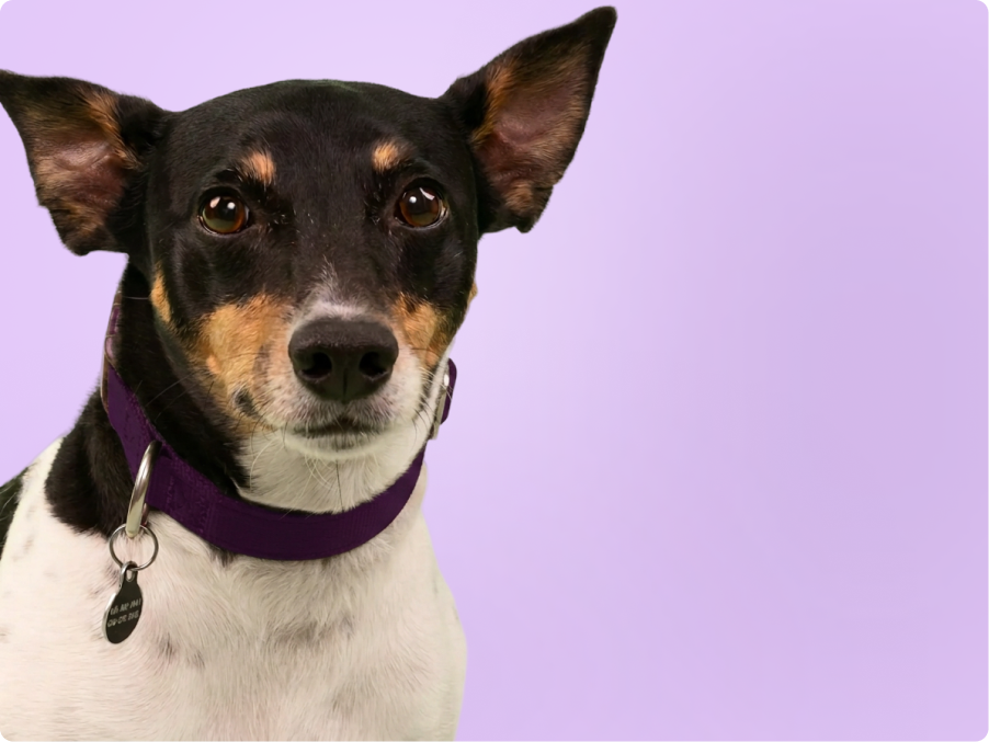 Rat Terrier