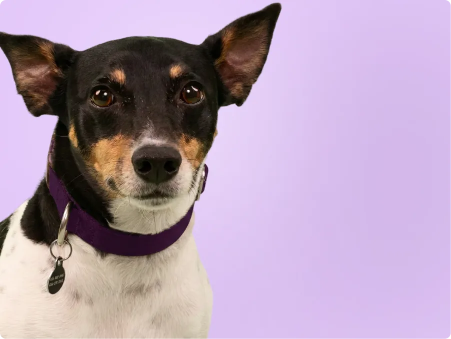 Rat Terrier