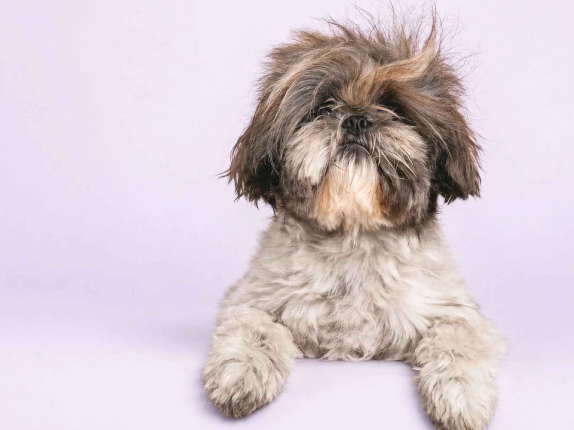 Fluffy small dog with messy fur covering its eyes, looking at the camera against a lavender background.