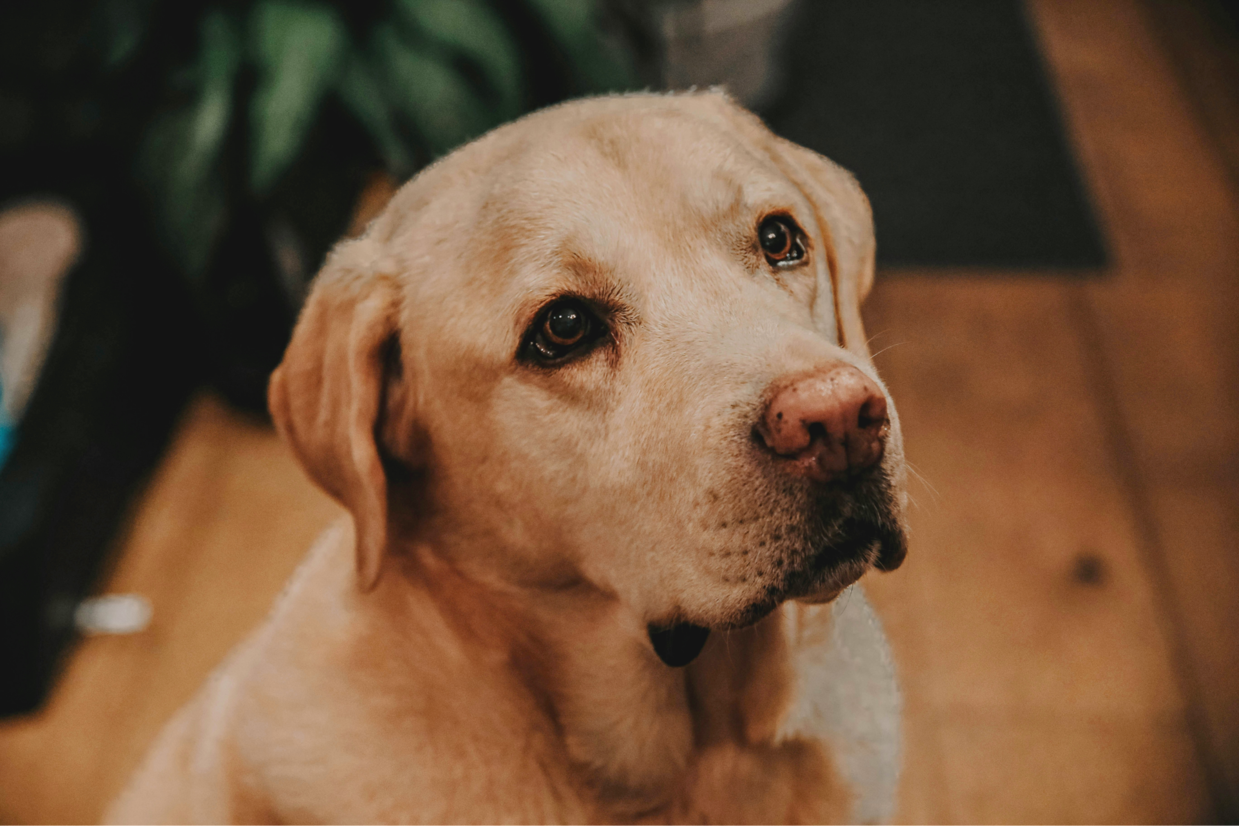 Senior yellow Labrador with a grey muzzle looking gently at the camera near a sunlit window.