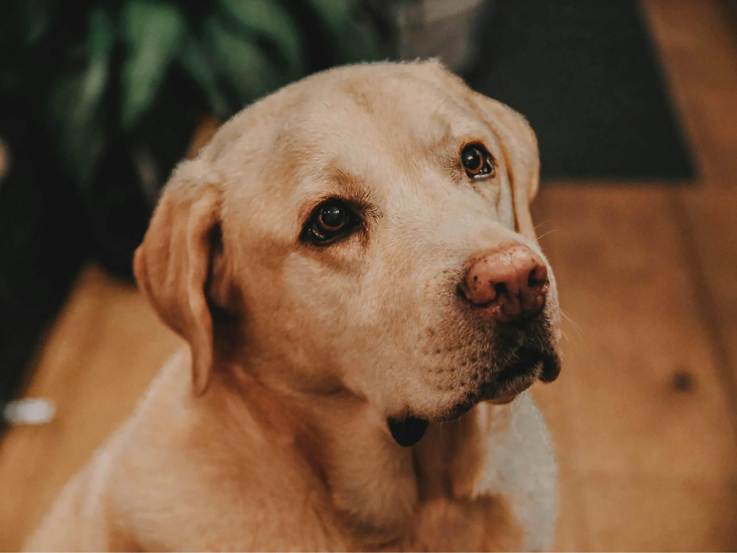 Senior yellow Labrador with a grey muzzle looking gently at the camera near a sunlit window.