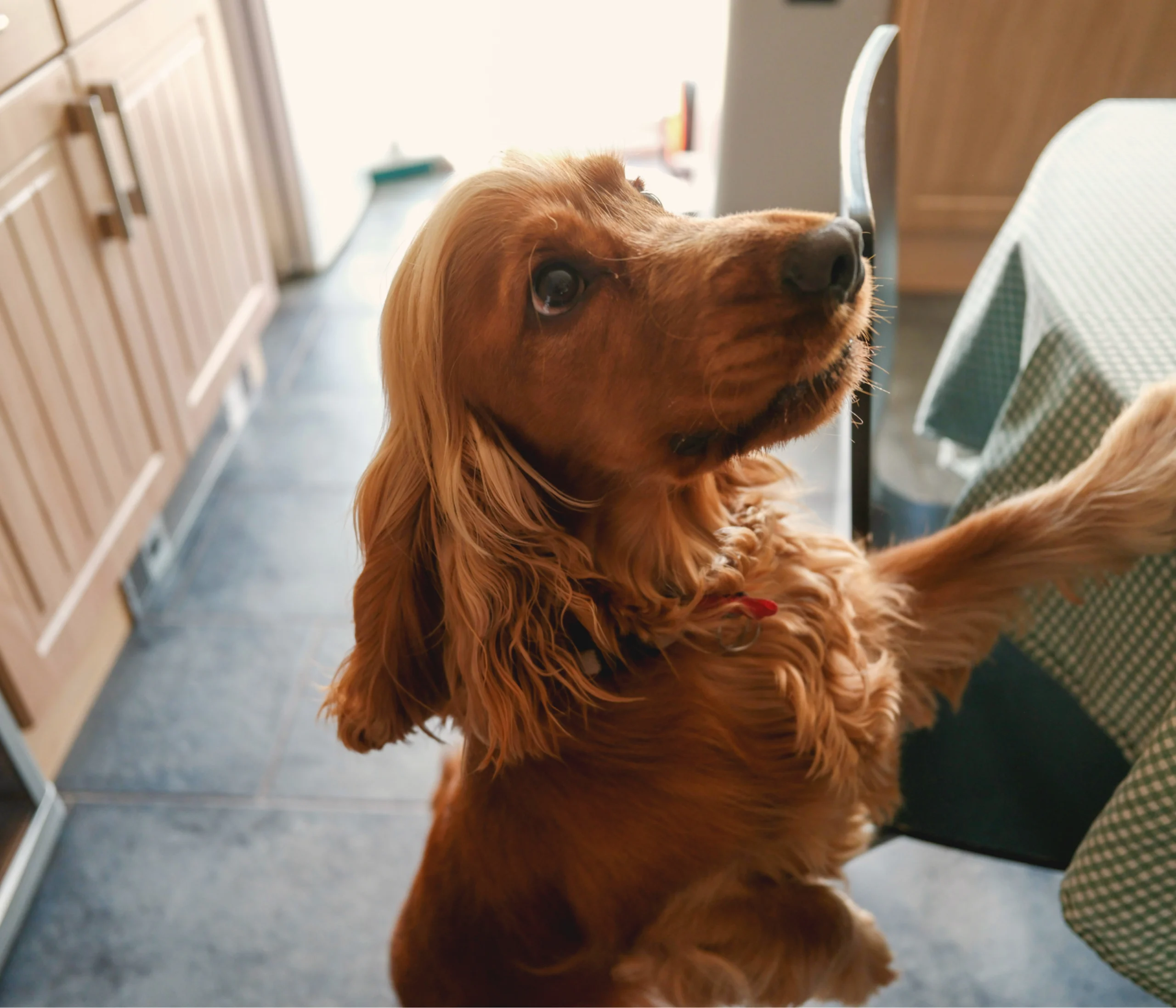 Golden cocker spaniel with wavy ears stands on hind legs in a kitchen, looking up hopefully beside a gingham tablecloth.