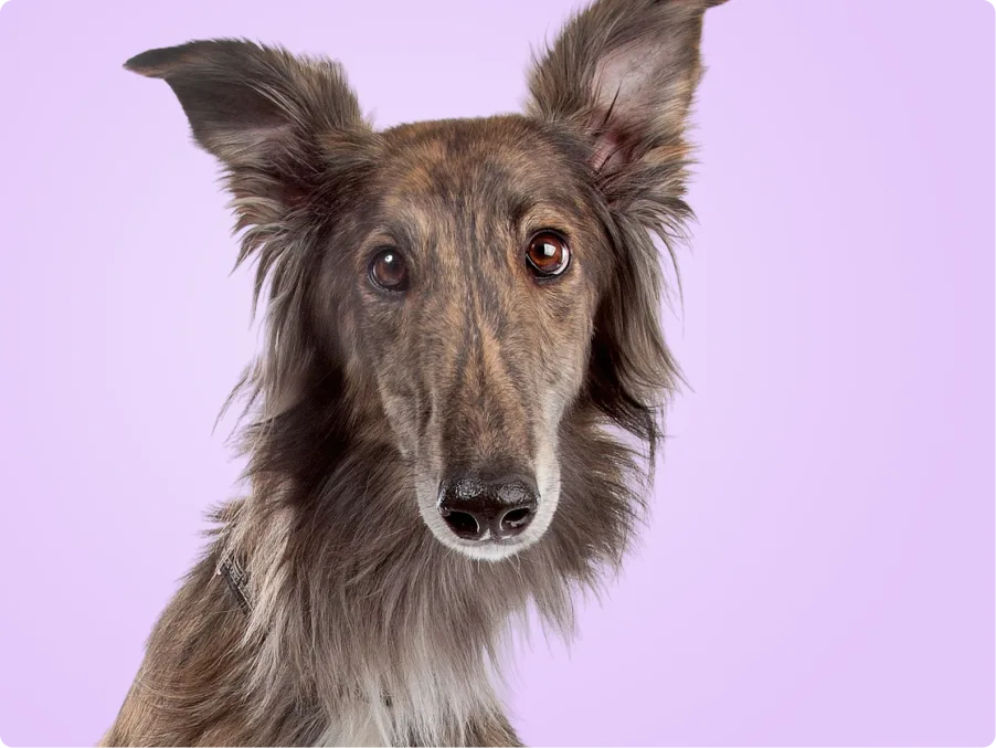 Silken Windhound